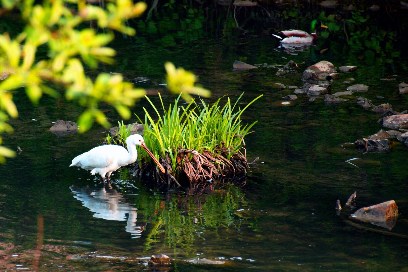 Olympus E-450 (EVOLT E-450) sample photo. Spatula, bird, river photography