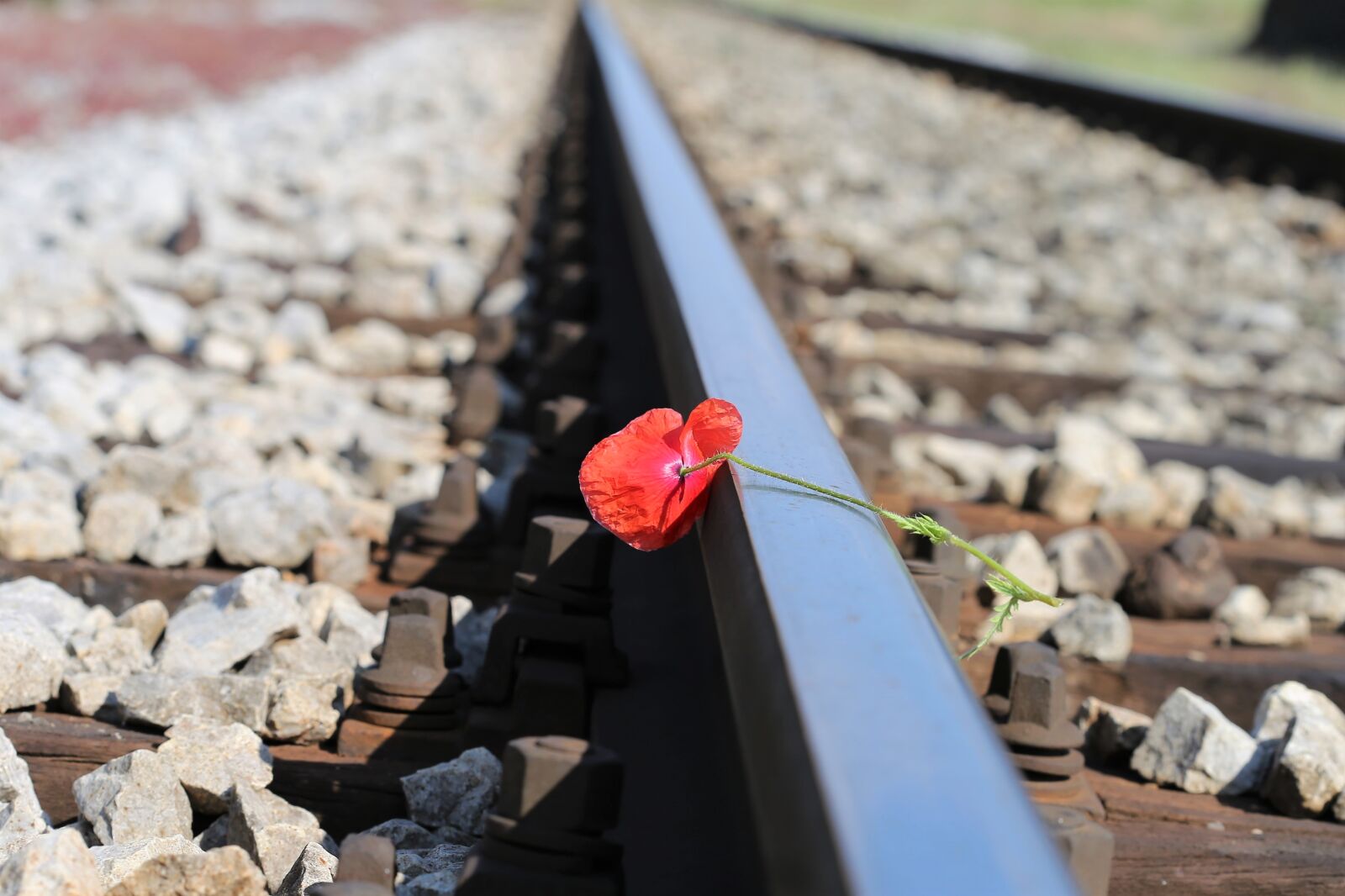 Canon EOS 6D + Canon EF 100mm F2.8 Macro USM sample photo. Red poppy on railway photography