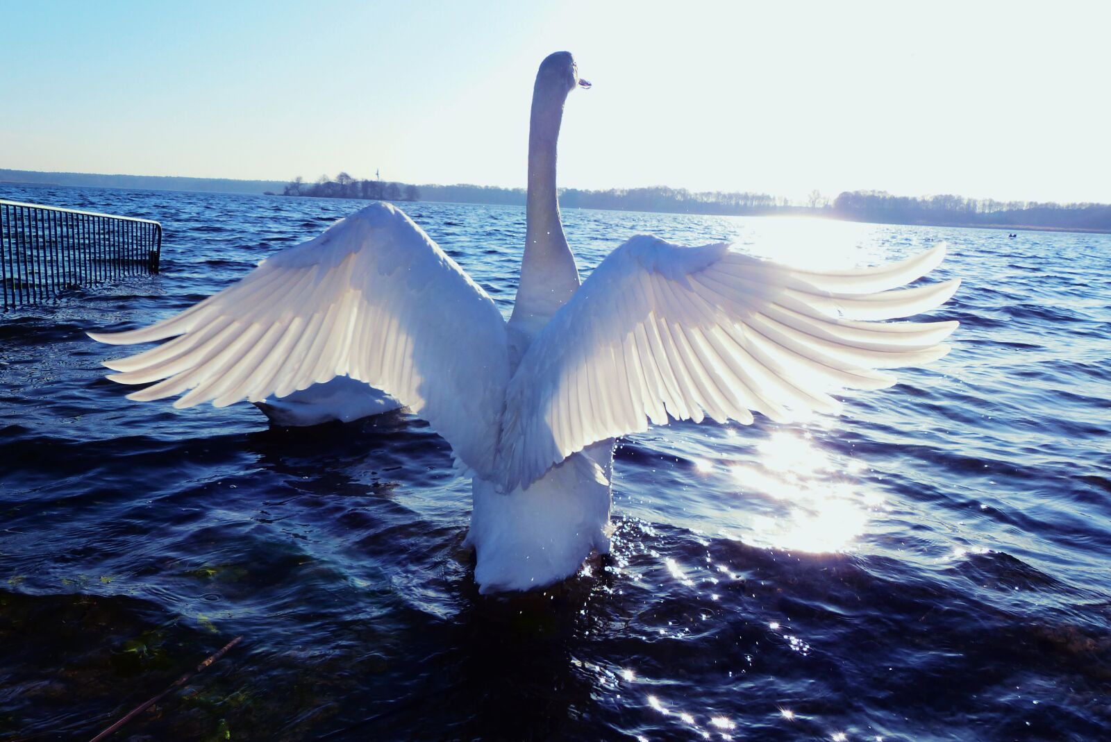 Panasonic Lumix DMC-FZ200 sample photo. Mute swan, tom, wings photography