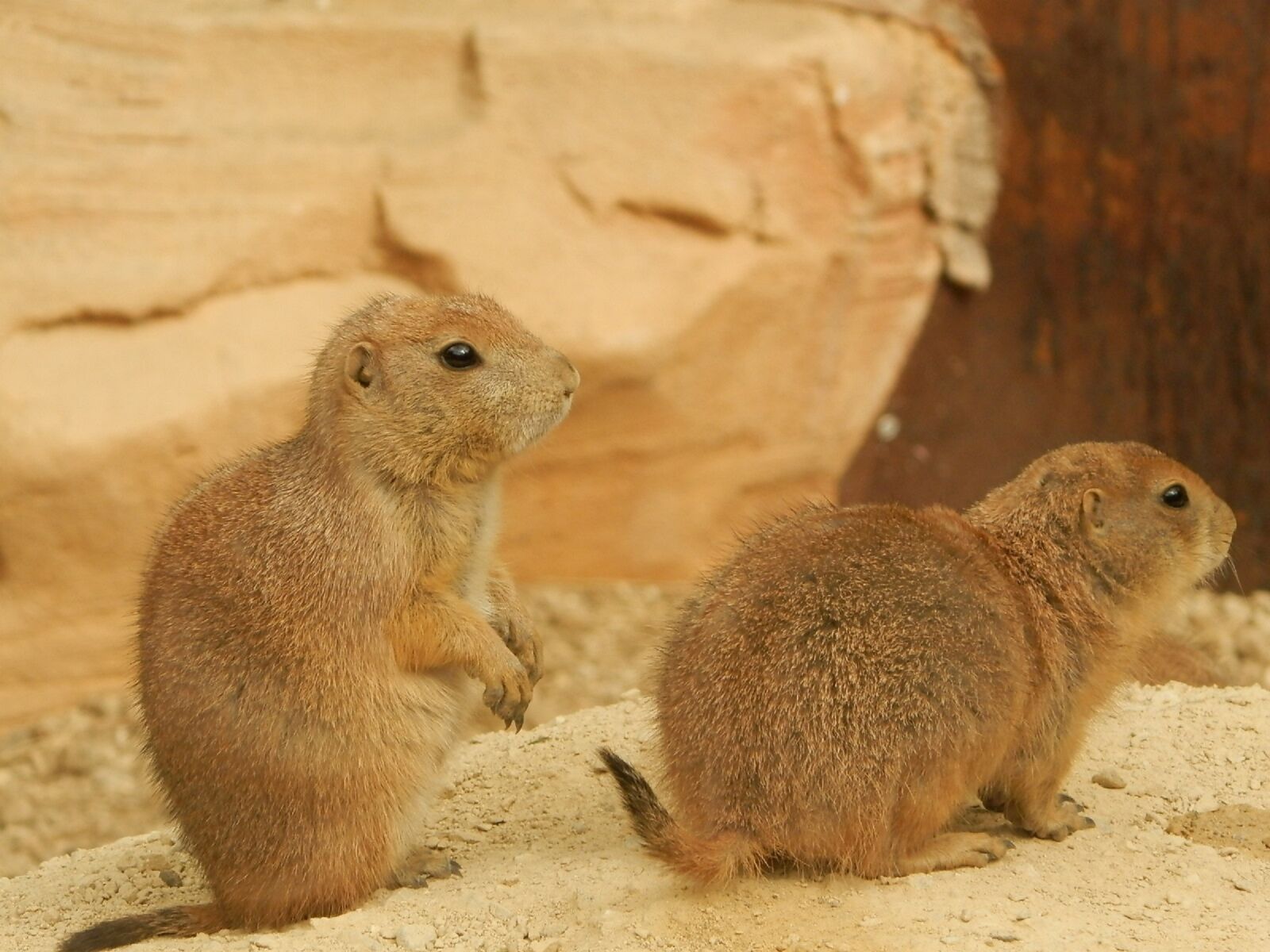 Olympus SP-620UZ sample photo. Prairie dog, animal, nature photography