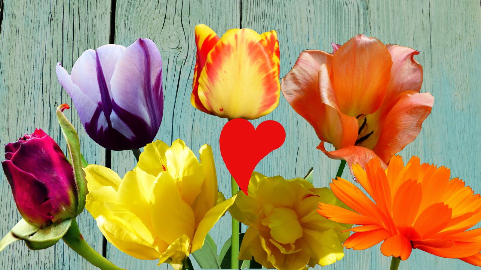 Panasonic Lumix DMC-FZ200 sample photo. Flower, tulip, nature photography
