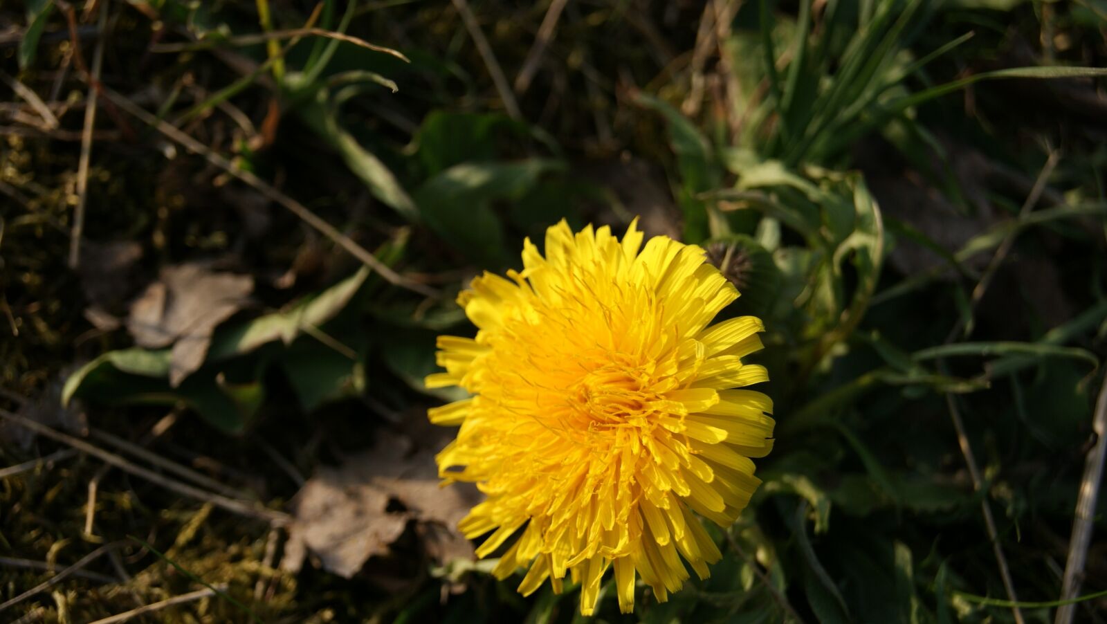 Sony Alpha DSLR-A230 sample photo. Dandelion, flower, nature photography