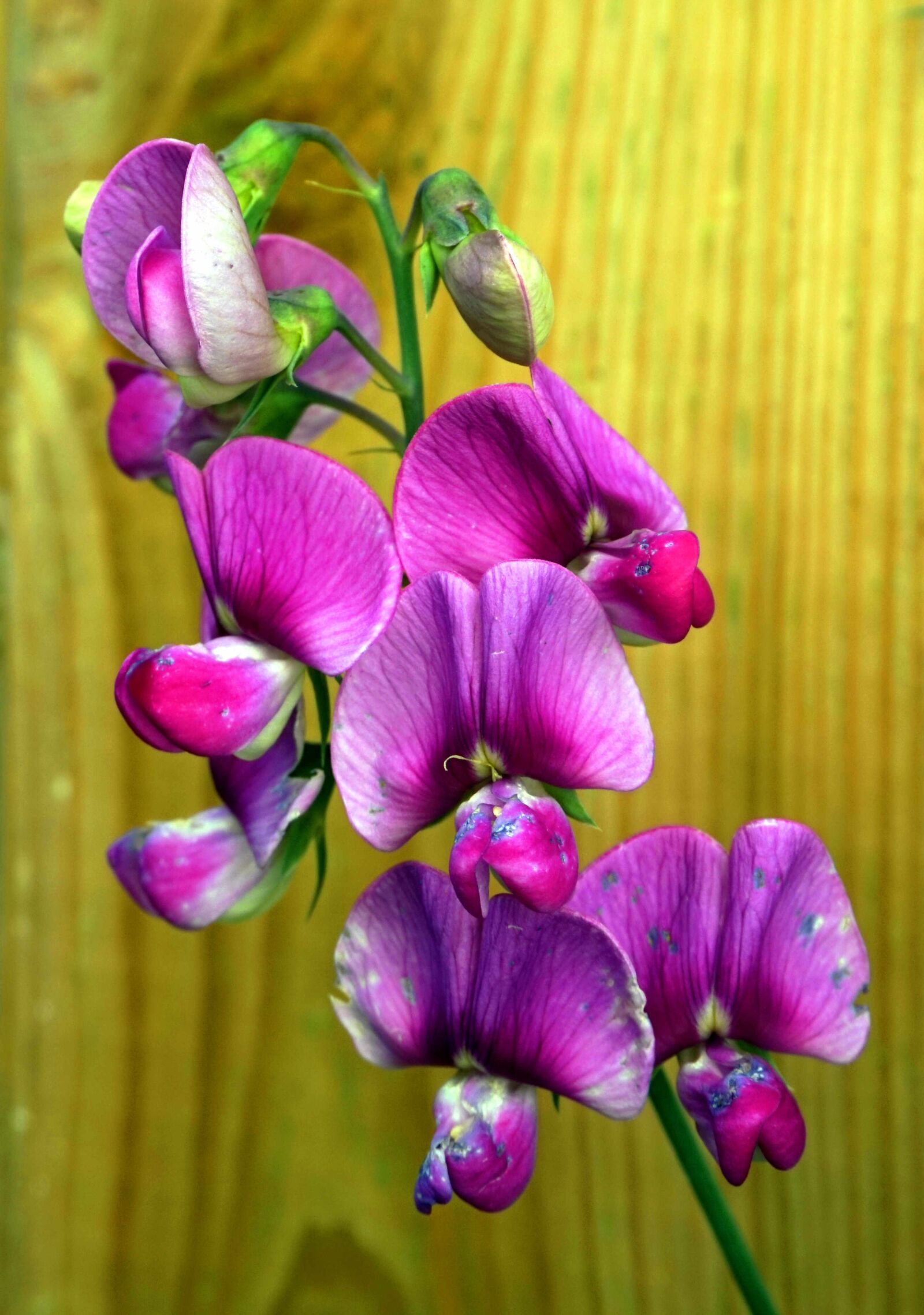 Sony Alpha a5000 (ILCE 5000) sample photo. Vetch, purple, blossom photography