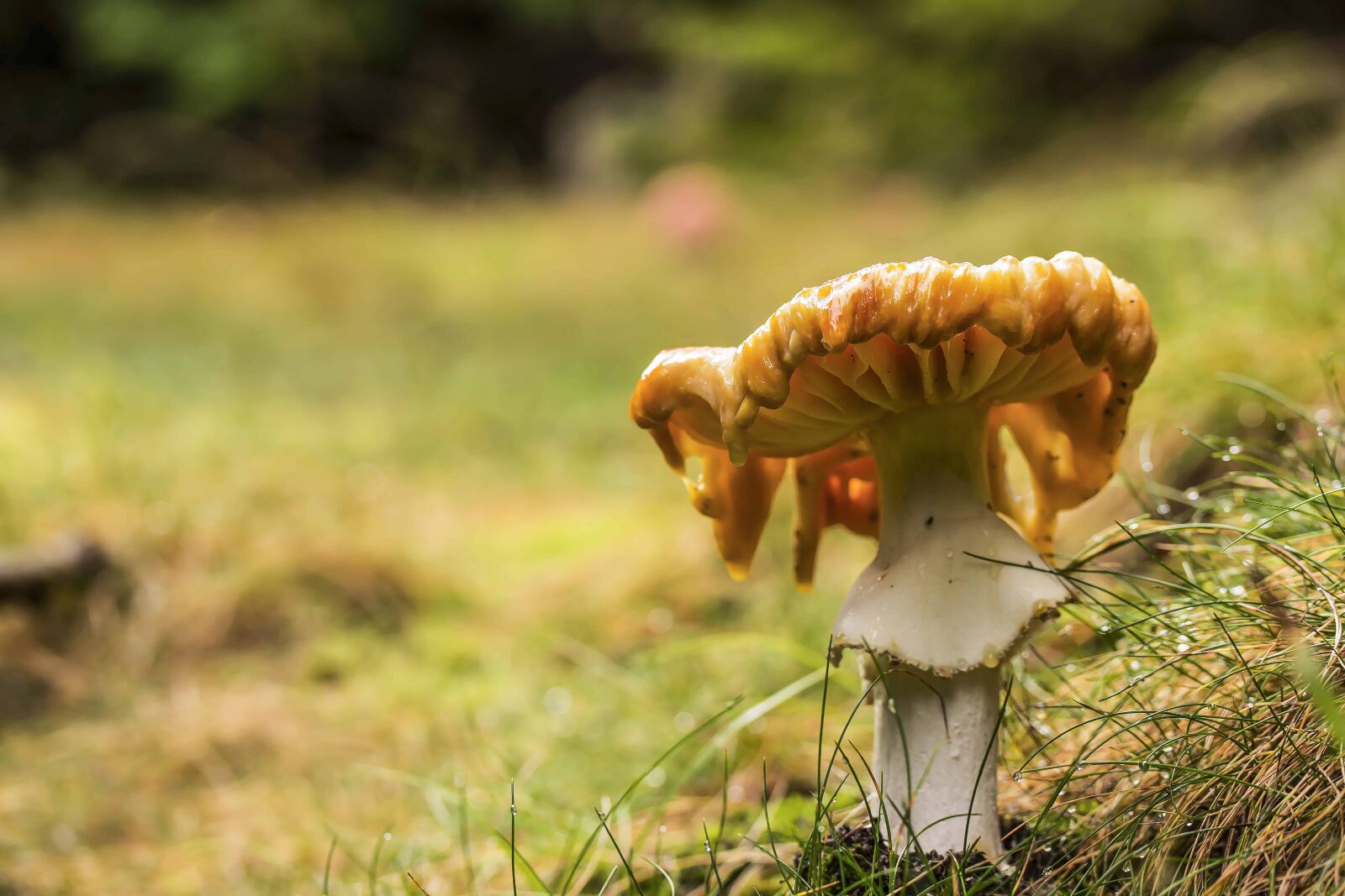 Canon EOS 1100D (EOS Rebel T3 / EOS Kiss X50) sample photo. Nature, green grass, fungus photography