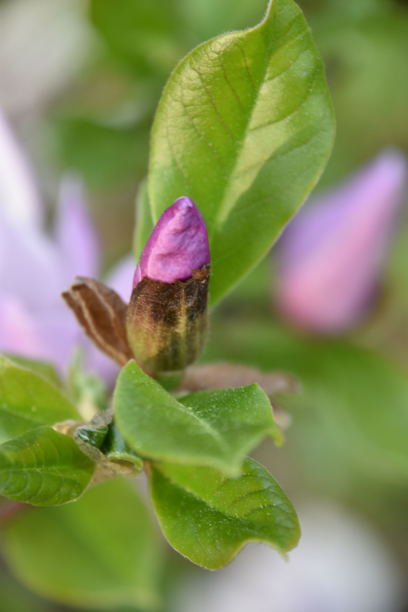 Nikon D5600 sample photo. Leaf, nature, plant photography