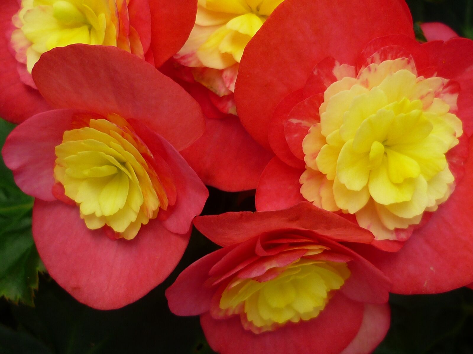Panasonic Lumix DMC-FS6 sample photo. Begonia, flower, red photography