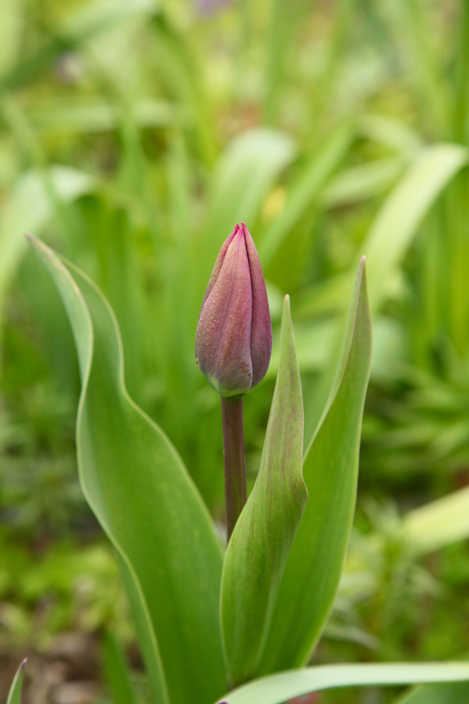 Canon EOS 5D Mark II sample photo. Tulip, garden, spring photography