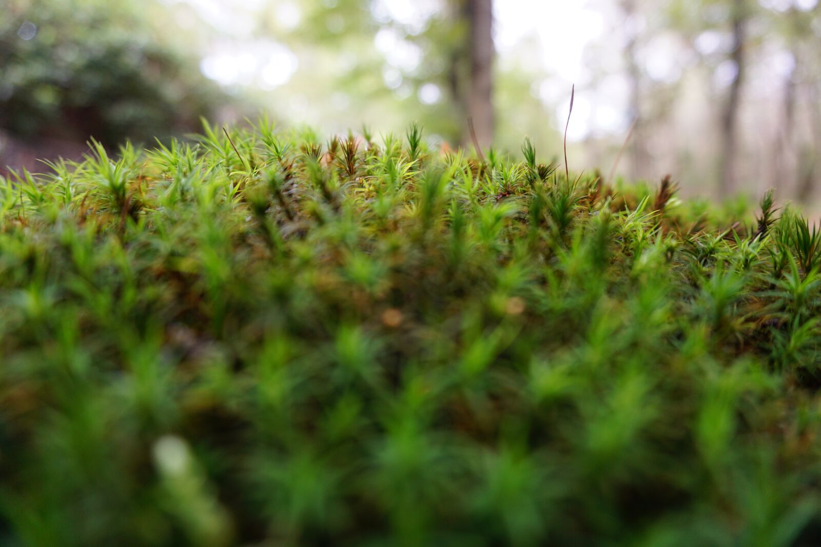 Sony a6000 + Sony E 16-50mm F3.5-5.6 PZ OSS sample photo. Nature, moss, forest photography