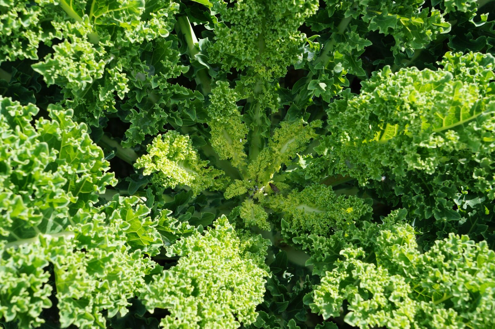 Sony Alpha a3000 + Sony E 18-55mm F3.5-5.6 OSS sample photo. Kale, healthy, vegetables photography