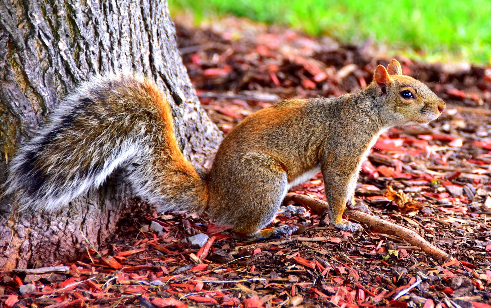 Nikon D7200 sample photo. Squirrel, canada, nature photography