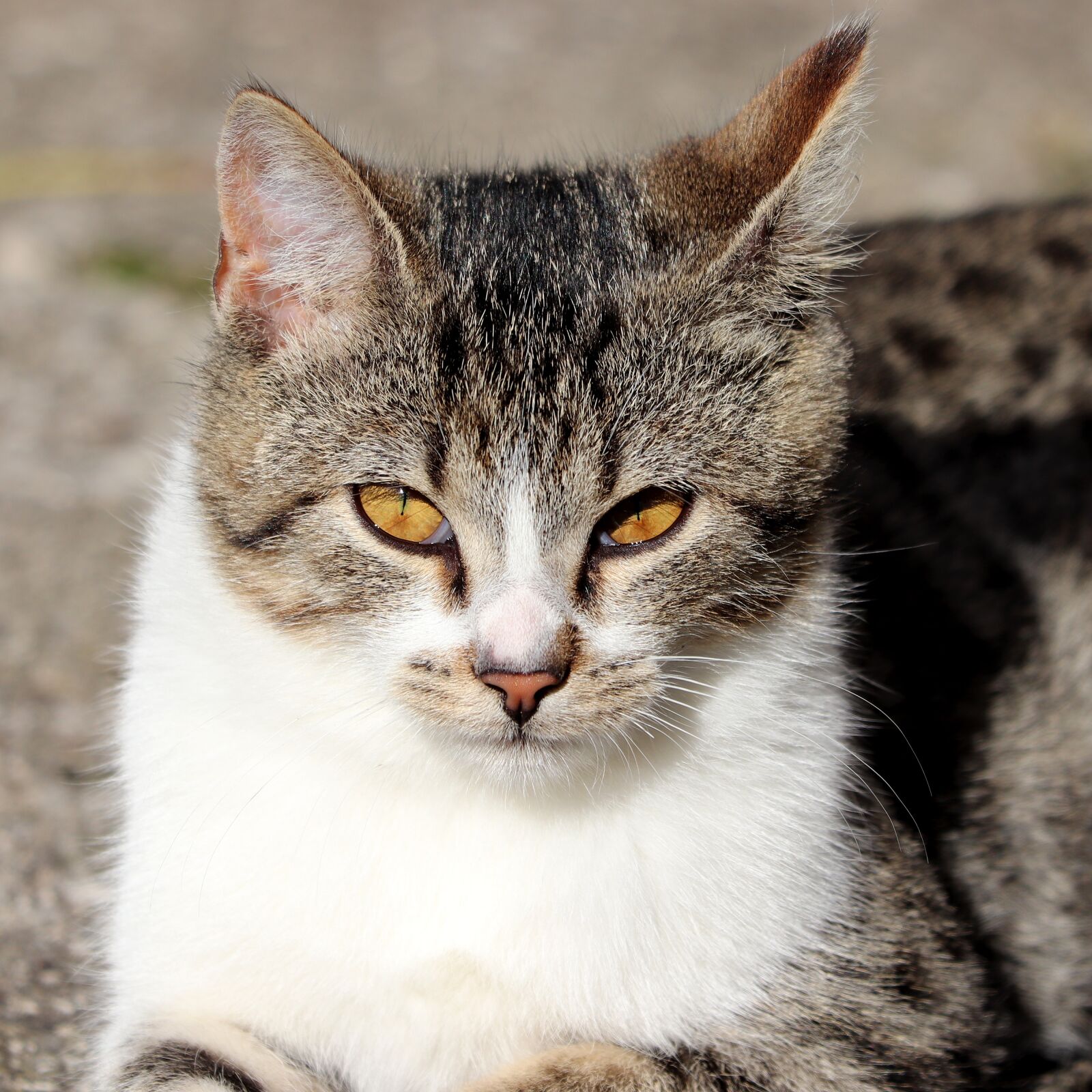 Canon EF 70-300 F4-5.6 IS II USM sample photo. Cat, pet, eyes photography