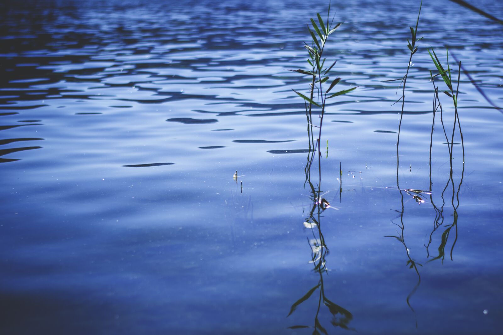 Nikon D5300 sample photo. Reed, water, lake photography