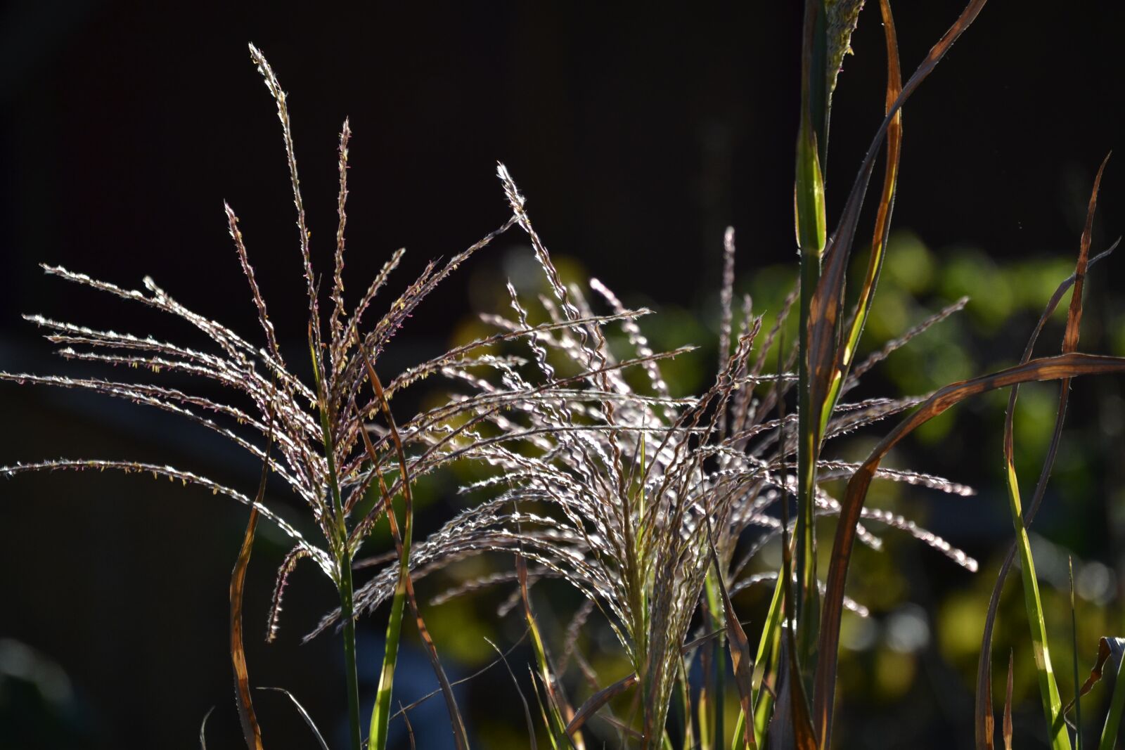 Nikon D3100 sample photo. Nature, plant, grass photography