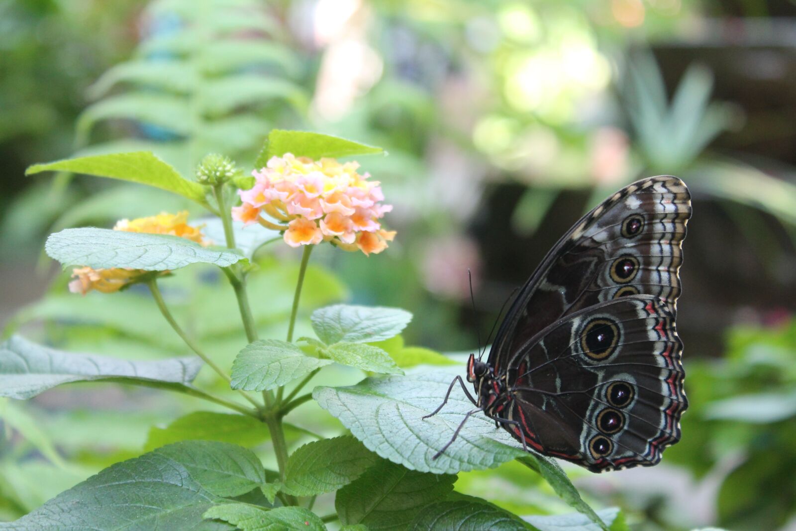 Canon EOS 1100D (EOS Rebel T3 / EOS Kiss X50) sample photo. Butterfly, flower, leaf photography