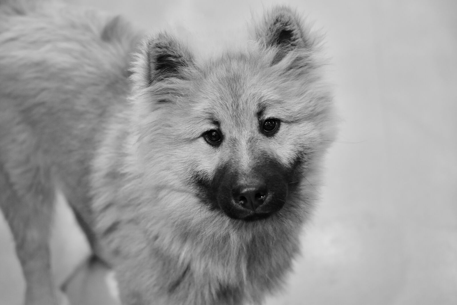 Nikon D5600 sample photo. Dog, pup, black and photography