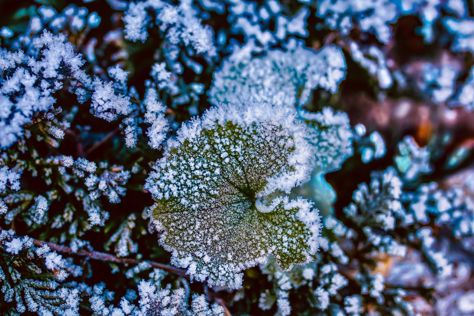 35mm F1.4 sample photo. Hoarfrost, leaf, frost photography