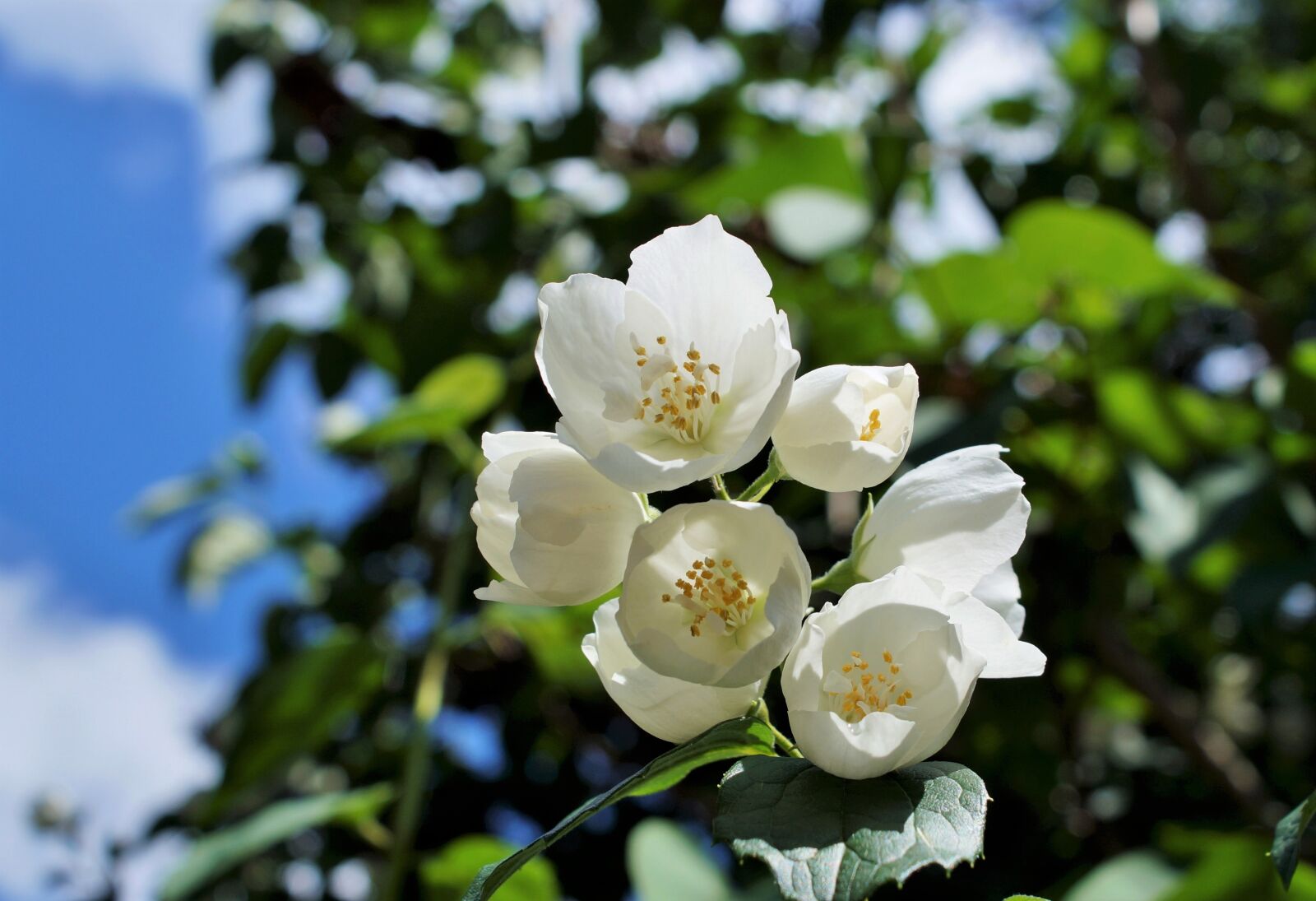 Sony SLT-A58 + Sony DT 18-70mm F3.5-5.6 sample photo. Jasmin, jasmine flower, white photography