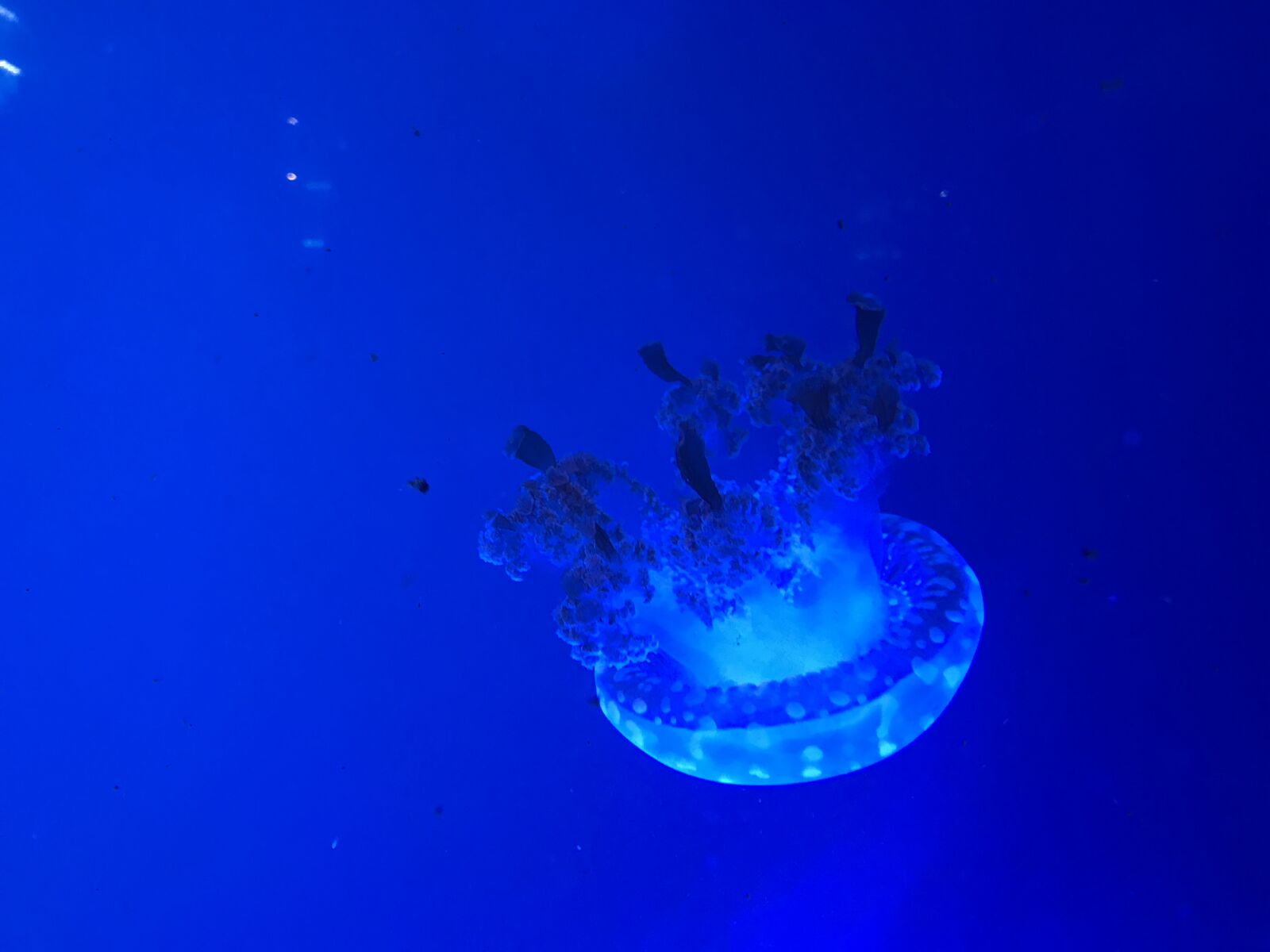 Apple iPhone 7 sample photo. Sea, ocean, jellyfish photography