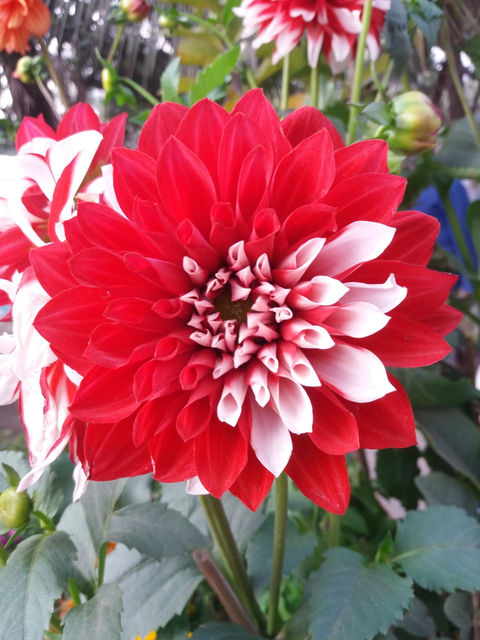 Samsung Galaxy J5 sample photo. Flower, street, nature photography