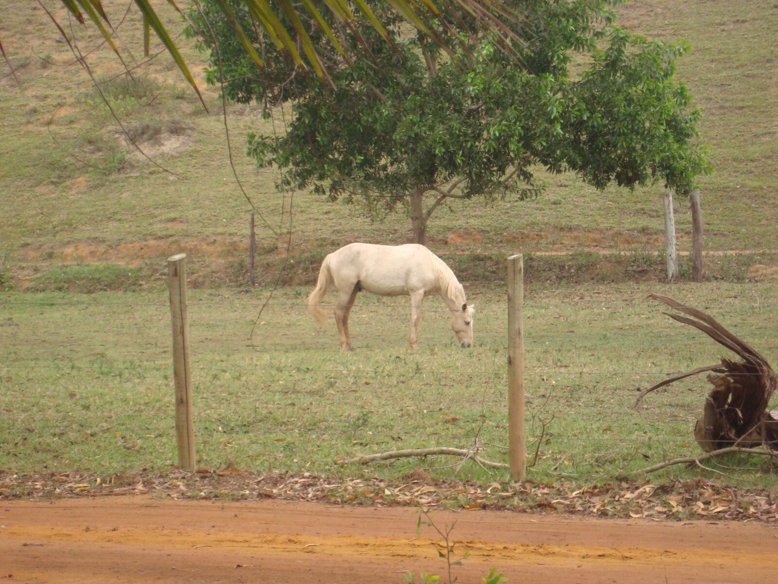 Sony Cyber-shot DSC-W120 sample photo. Horse, farm, nature photography