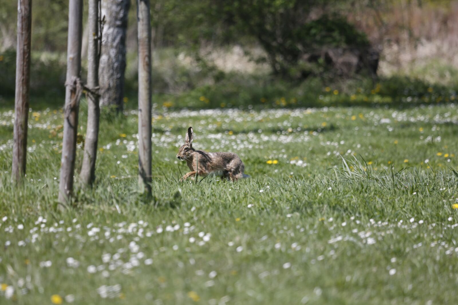 Canon EOS 5D Mark III sample photo. Hare, meister lampe, wild photography