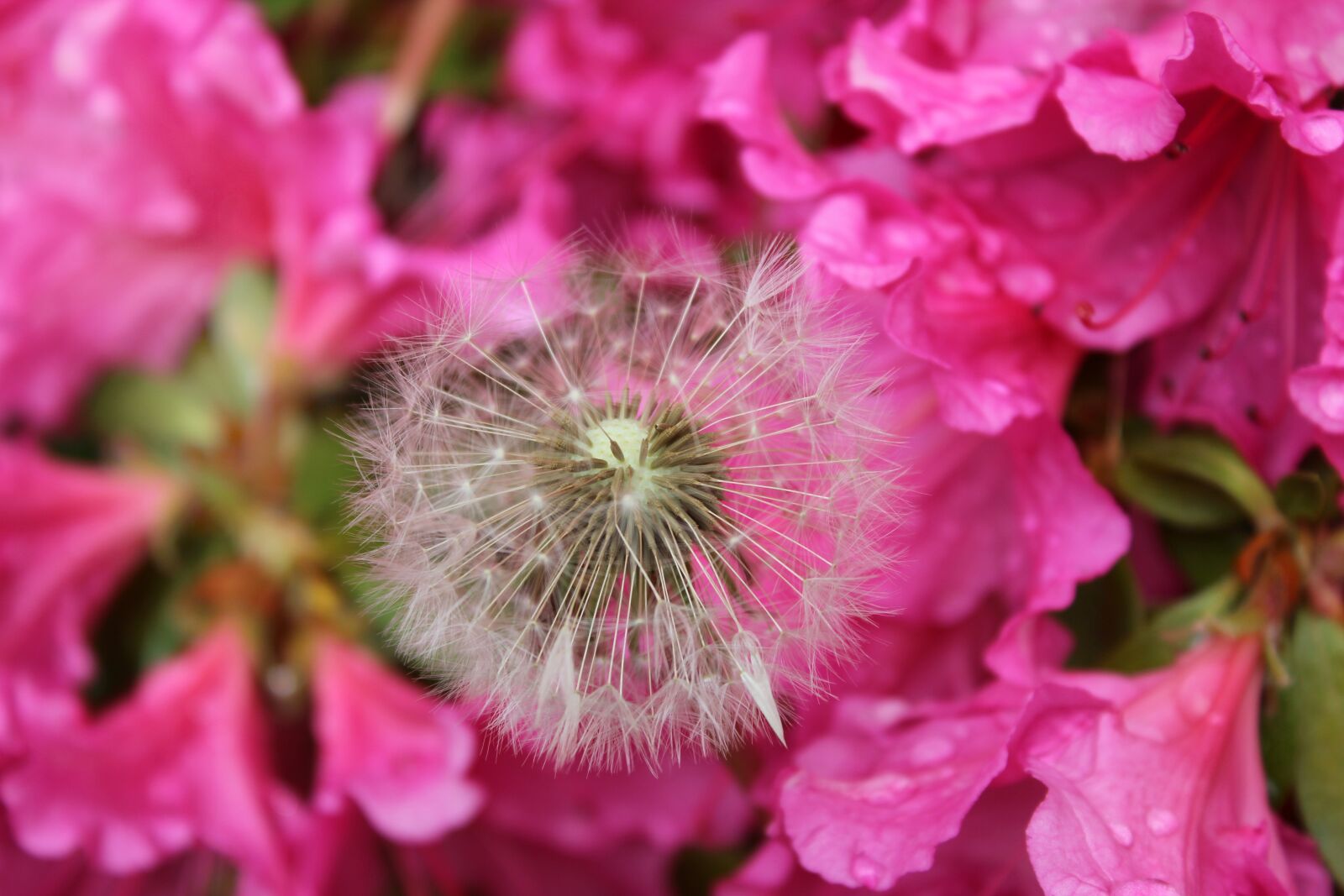 Canon EOS 600D (Rebel EOS T3i / EOS Kiss X5) sample photo. Nature, flower, flora photography