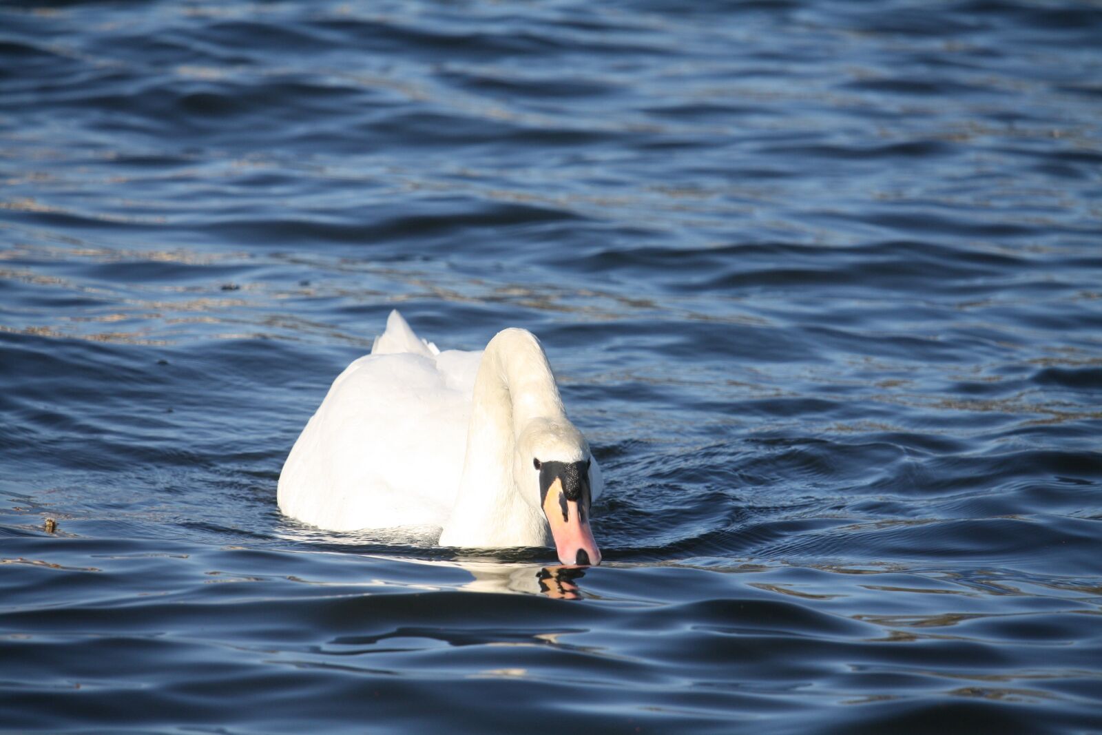 Canon EOS 1000D (EOS Digital Rebel XS / EOS Kiss F) sample photo. Water, sea, nature photography