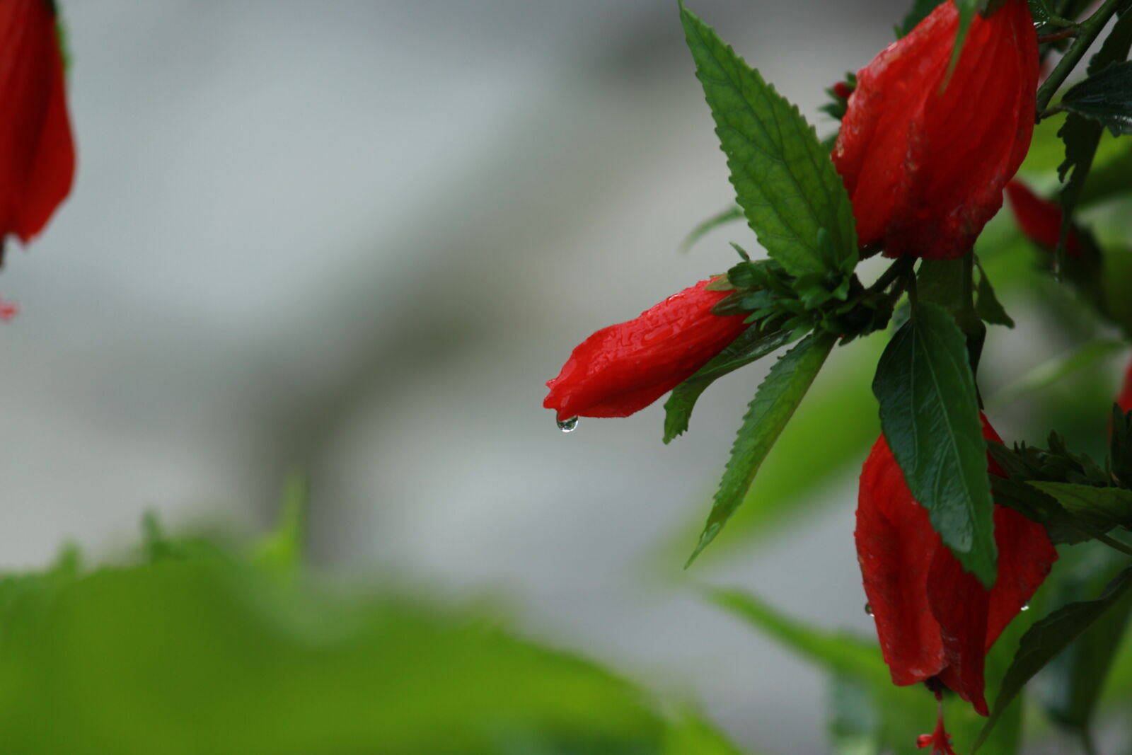 Canon EOS 700D (EOS Rebel T5i / EOS Kiss X7i) sample photo. Beautiful, flowers, flower, flower photography