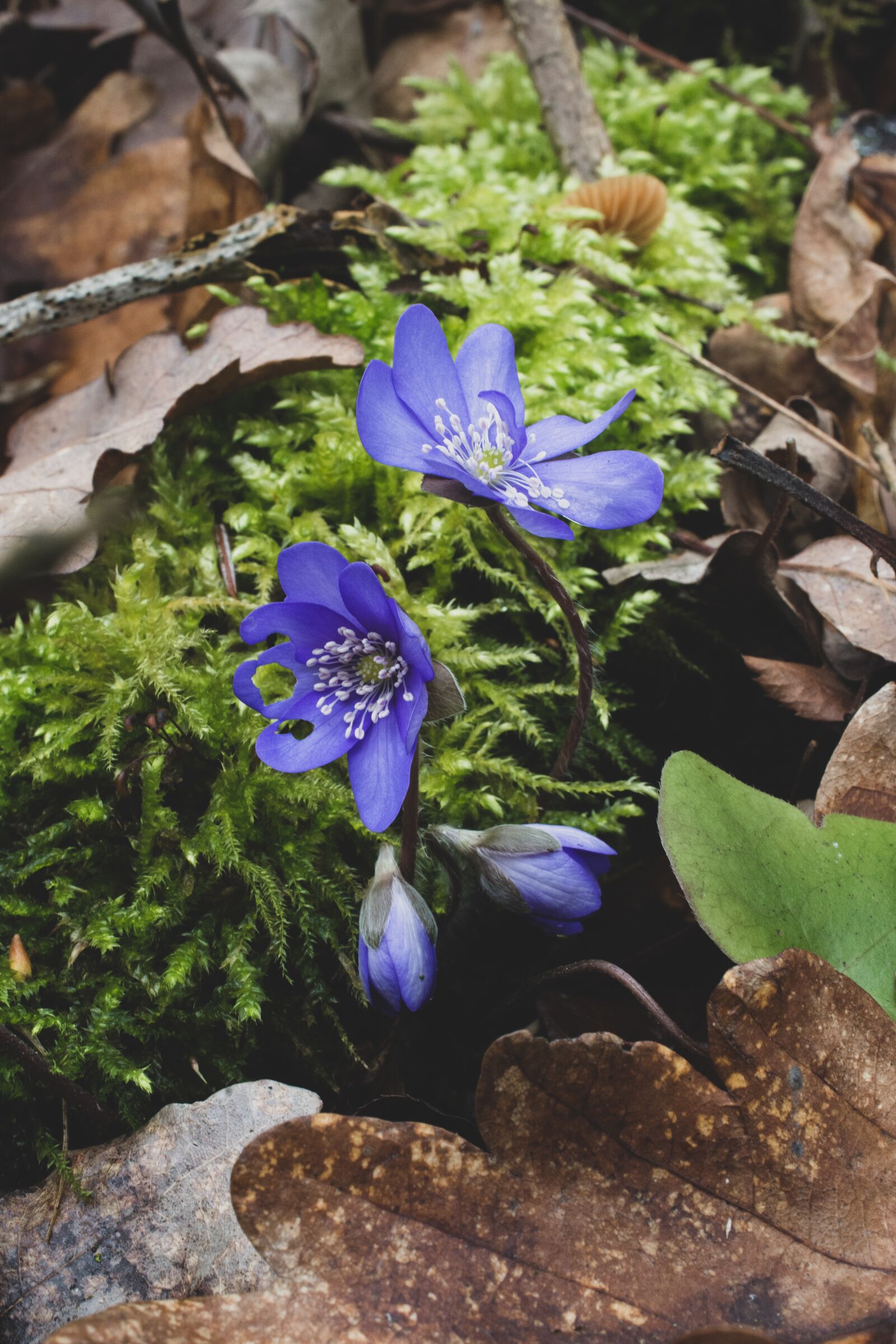 Nikon D7200 sample photo. Hepatica nobilis, blue, forest photography