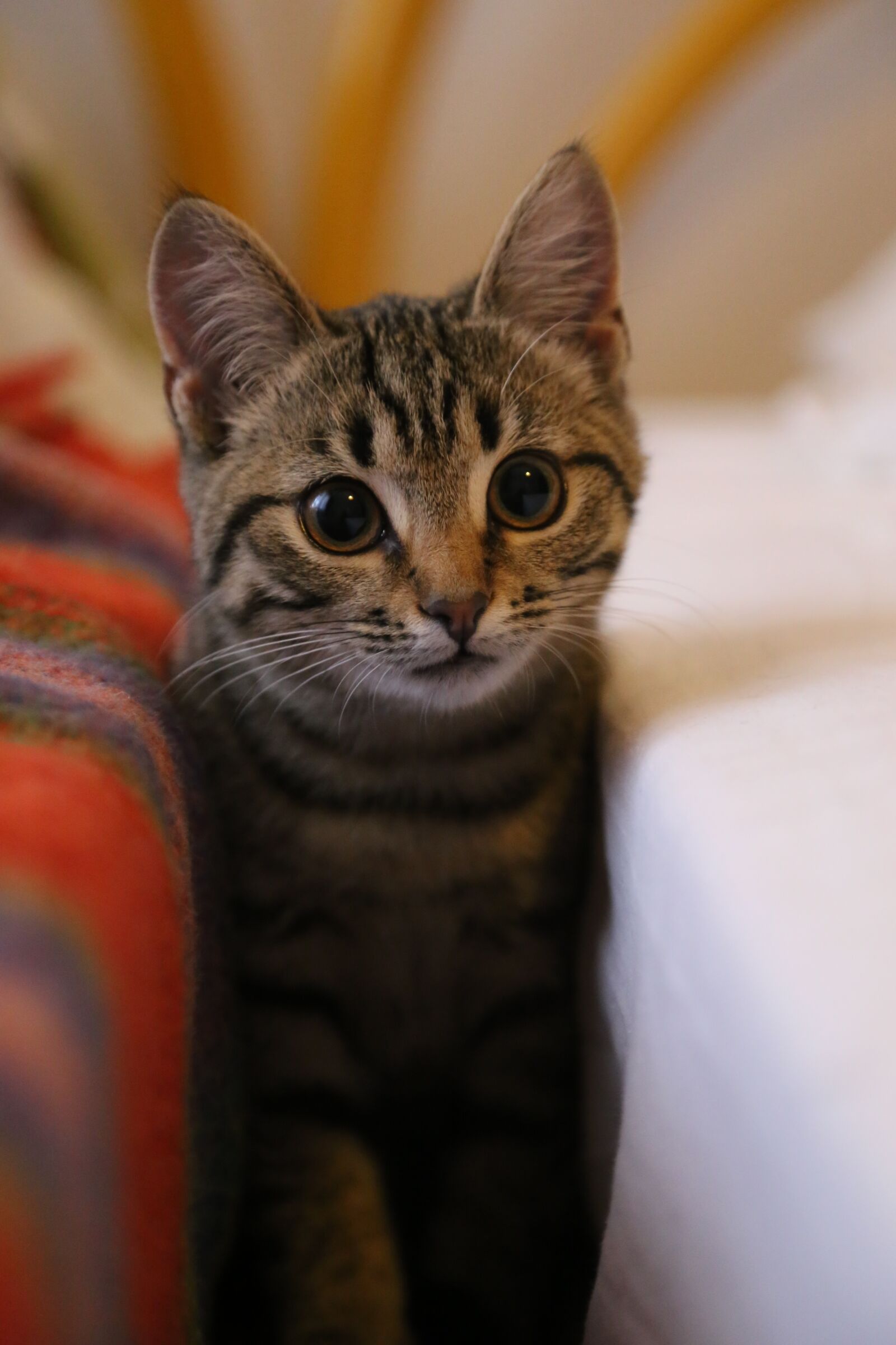 Canon EOS 6D + Canon EF 24-105mm F4L IS USM sample photo. Cute, portrait, animals photography