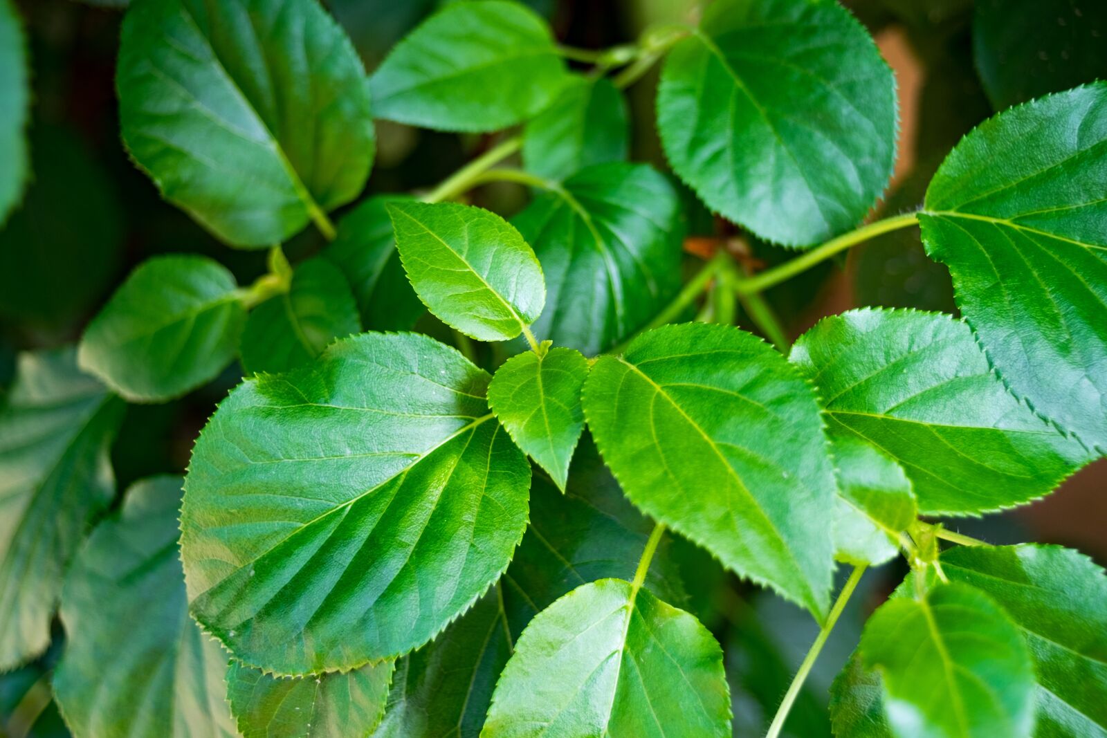 Fujifilm X-T10 sample photo. Plant, foliage, spring photography