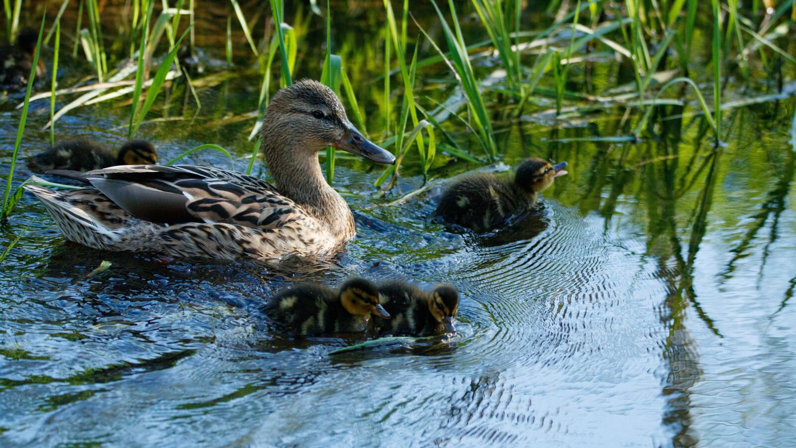 150-600mm F5-6.3 DG OS HSM | Contemporary 015 sample photo. Ducks, family, chicks photography