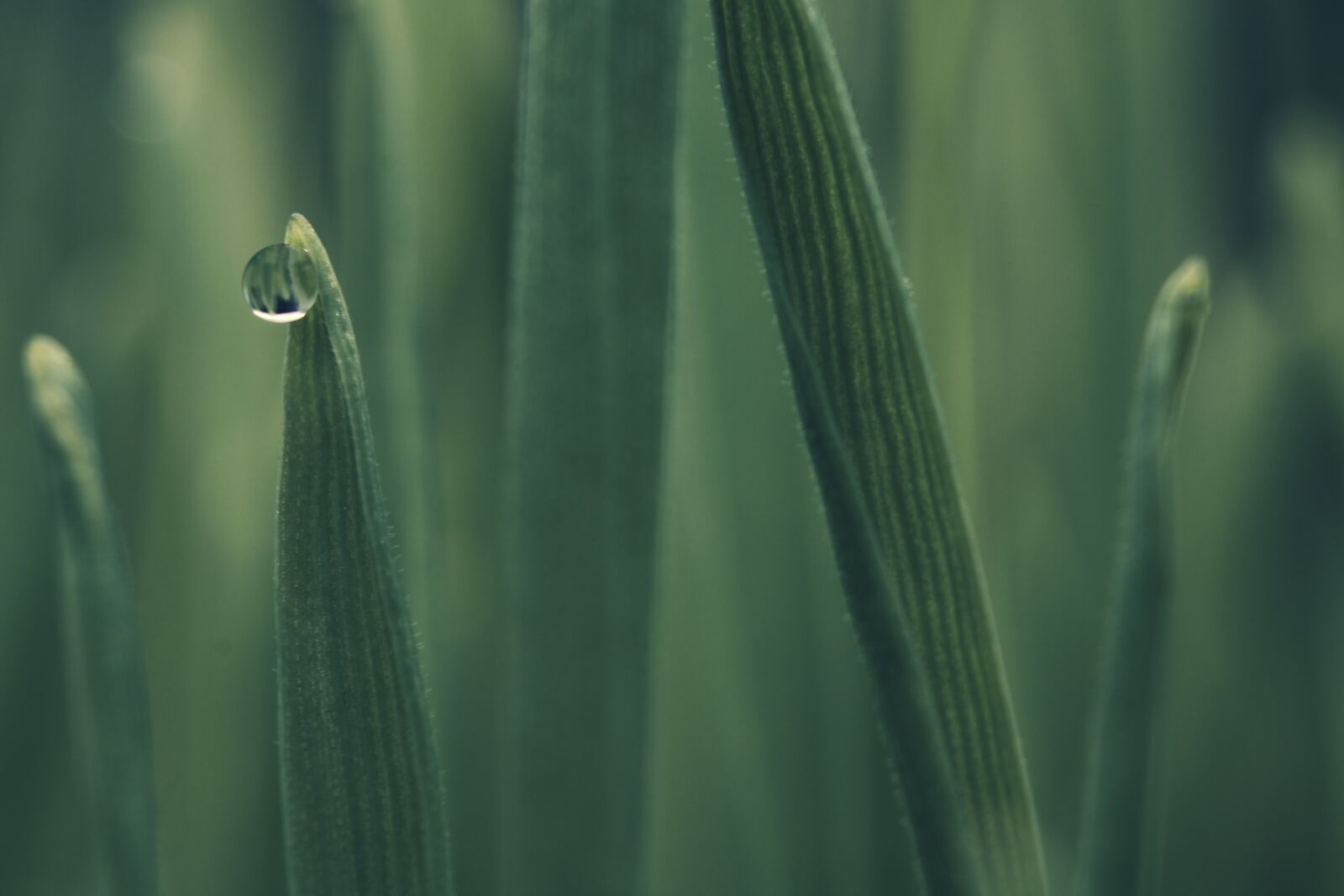Canon EOS 750D (EOS Rebel T6i / EOS Kiss X8i) sample photo. Dew, grass, water photography
