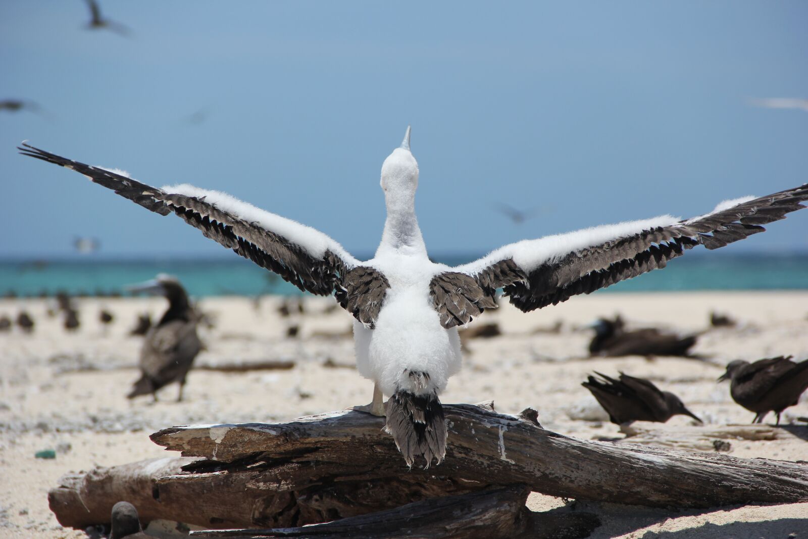 Canon EOS 60D sample photo. Nature, bird sanctuary, wildlife photography