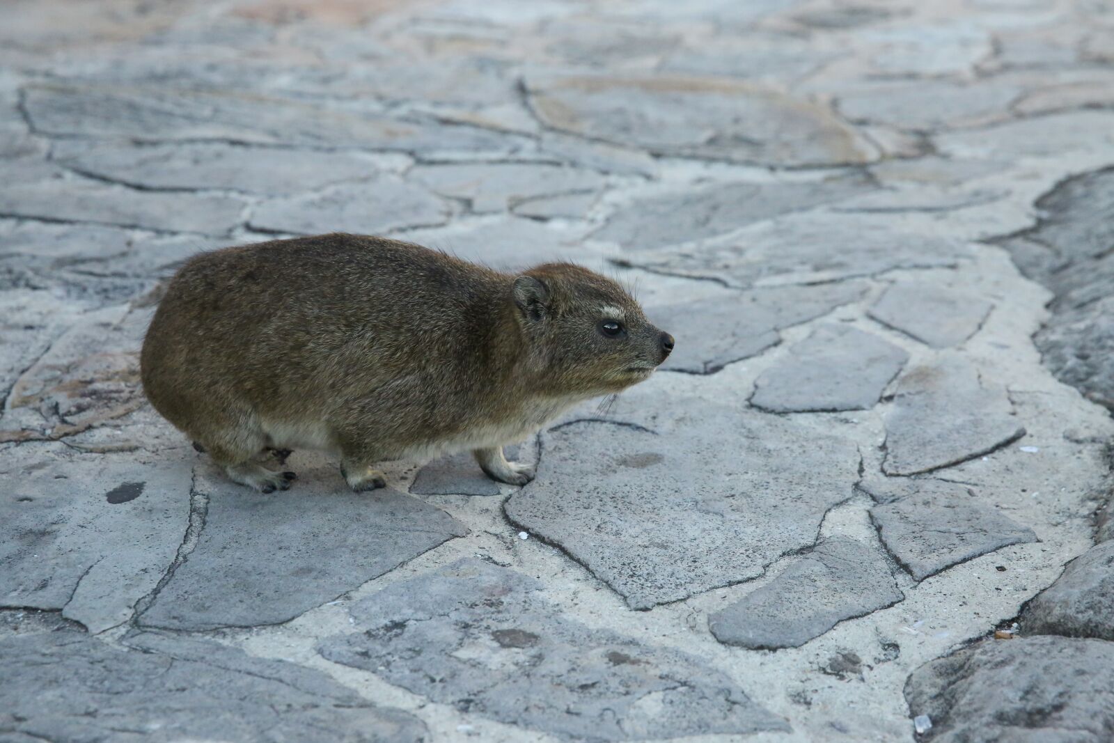 Canon EF 24-70mm F2.8L II USM sample photo. Animal, rock rat, the photography