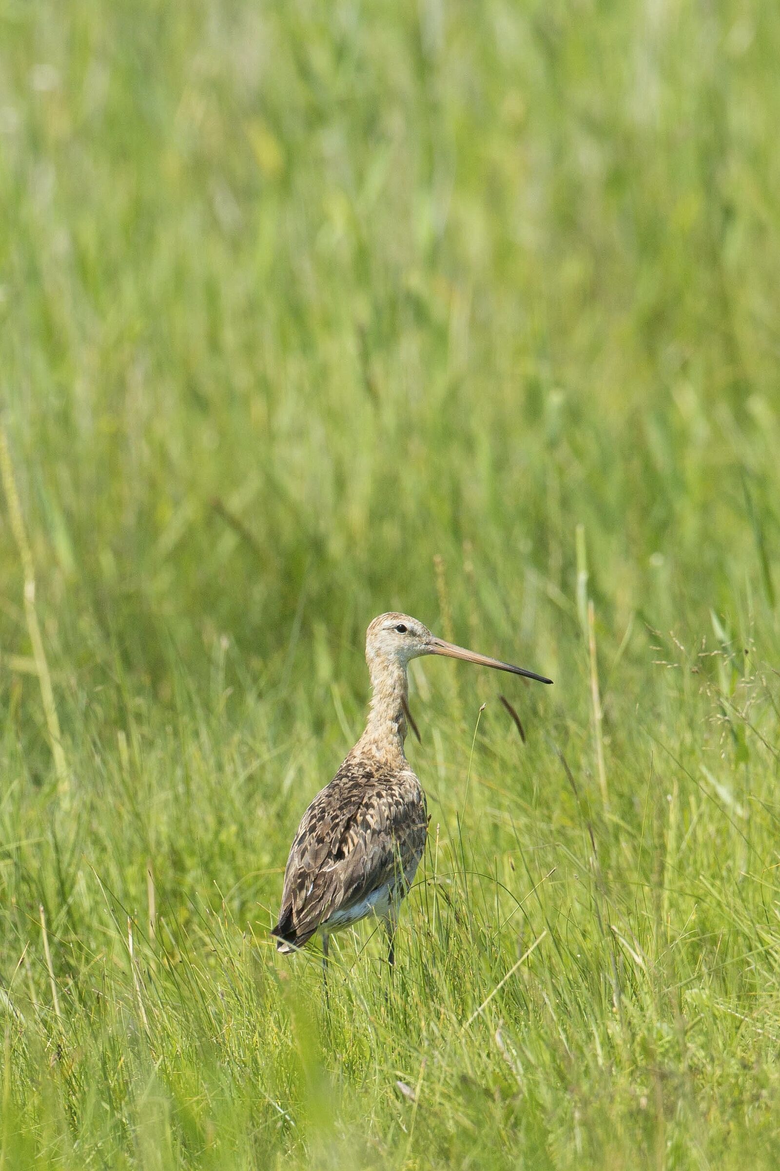 Canon EF 500mm F4L IS USM sample photo. Bird, off russian energy photography