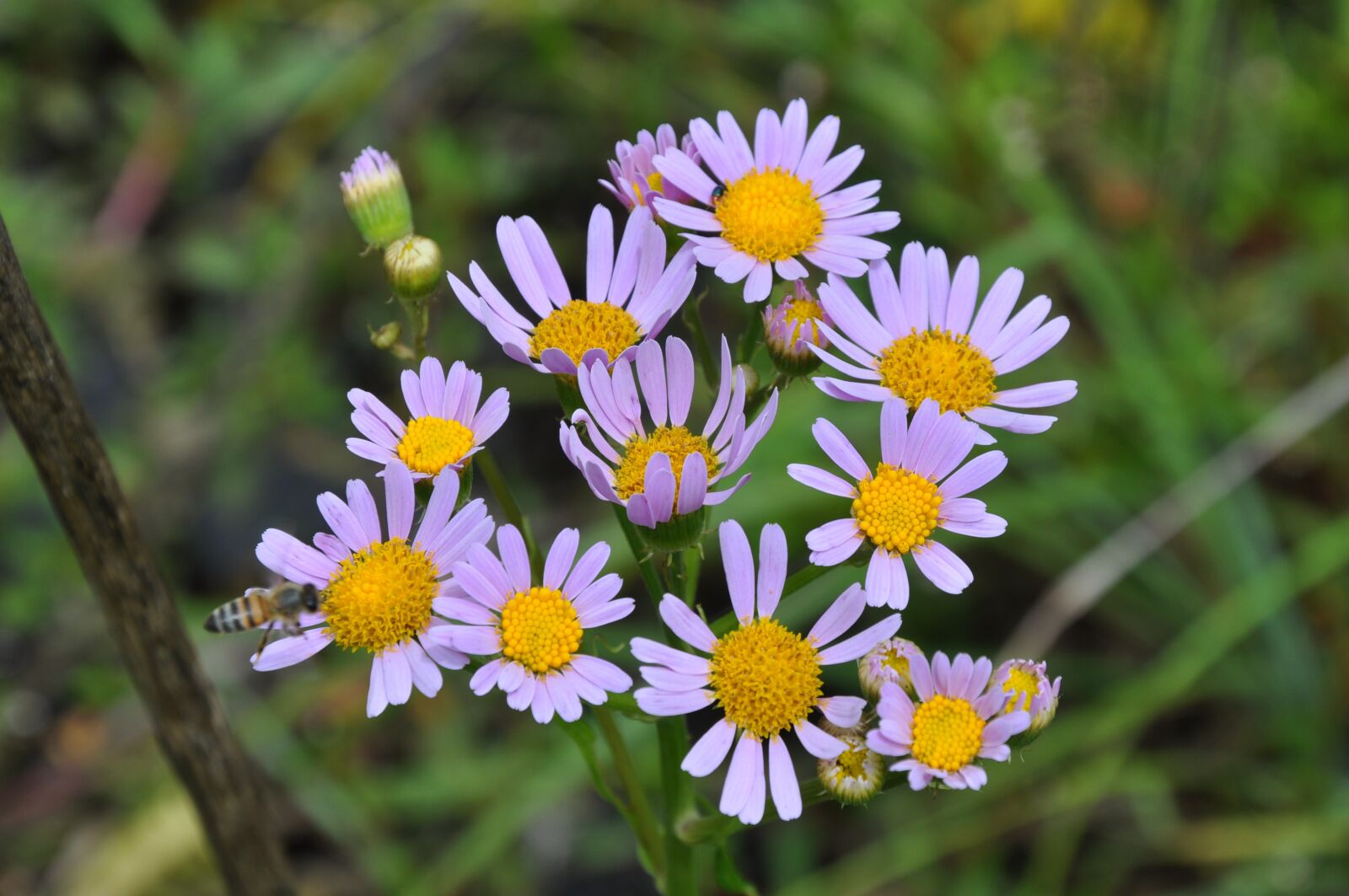 Nikon D90 sample photo. Flower, purple, nature photography