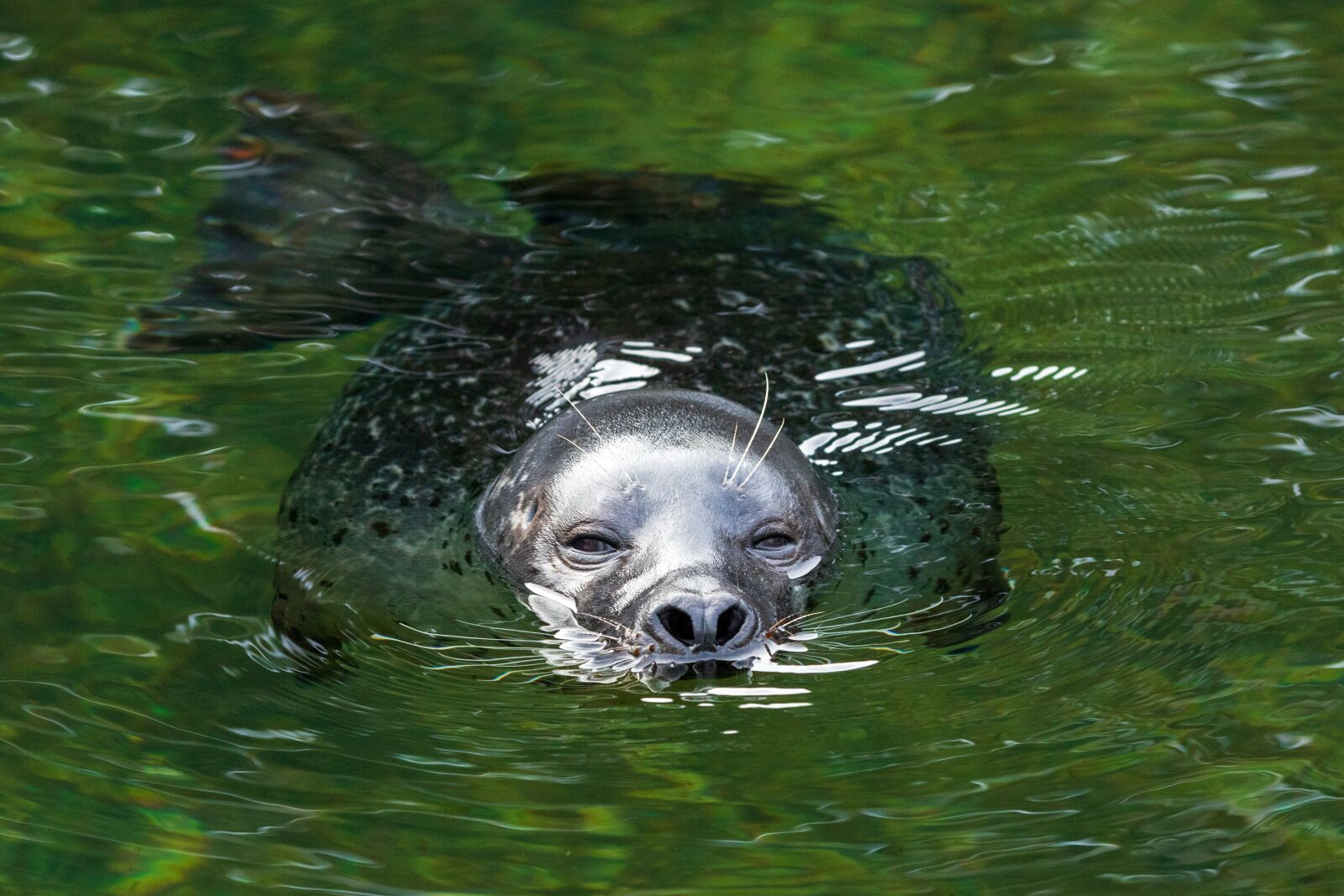 Canon EOS 6D Mark II sample photo. Seal, swim, robbe photography