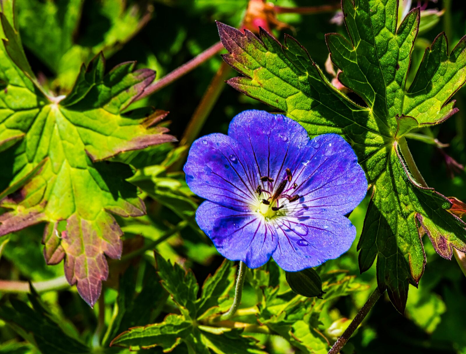 Nikon D750 sample photo. Nature, garden, flora photography