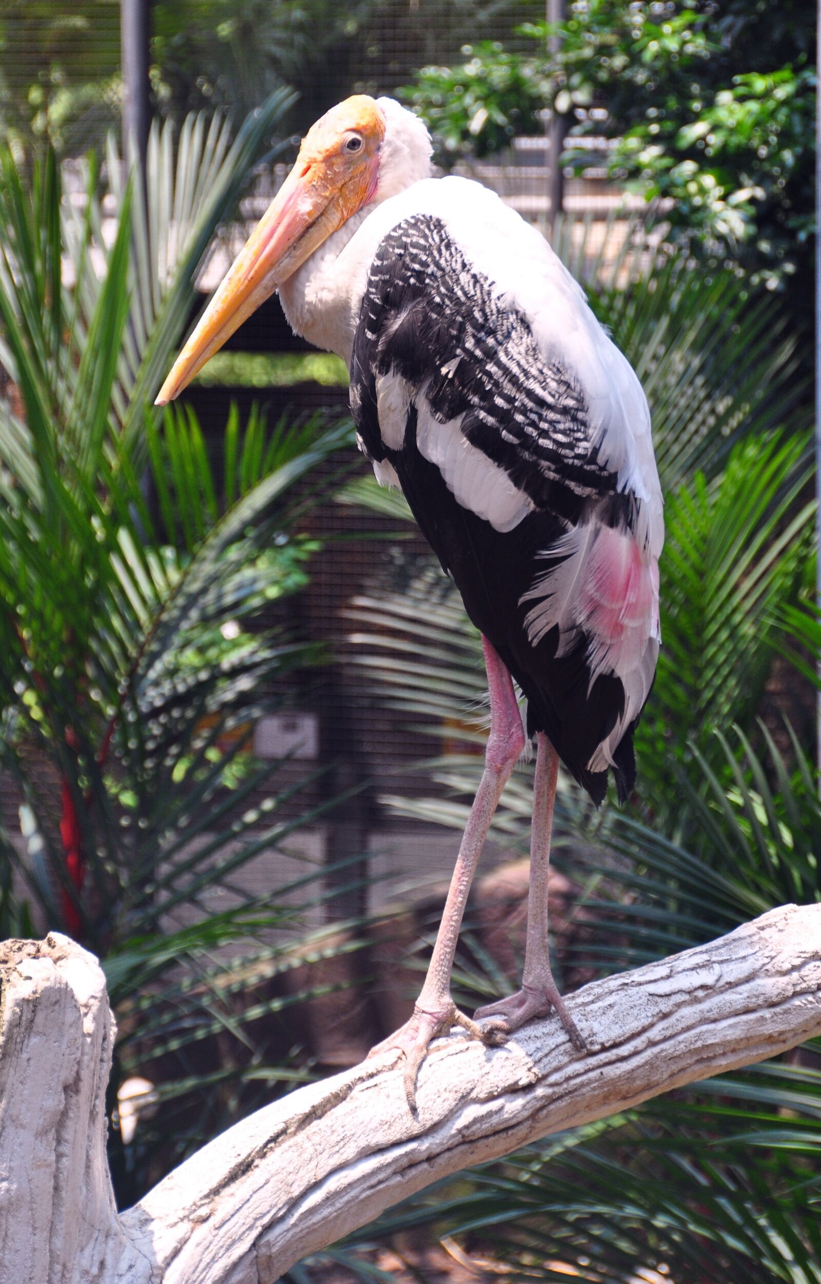 Nikon D5000 sample photo. Heron, bird, zoo photography