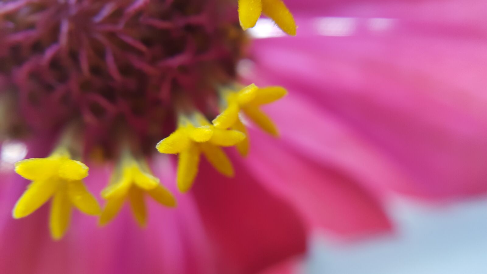 Samsung Galaxy S6 sample photo. Red, flower, zinnia photography