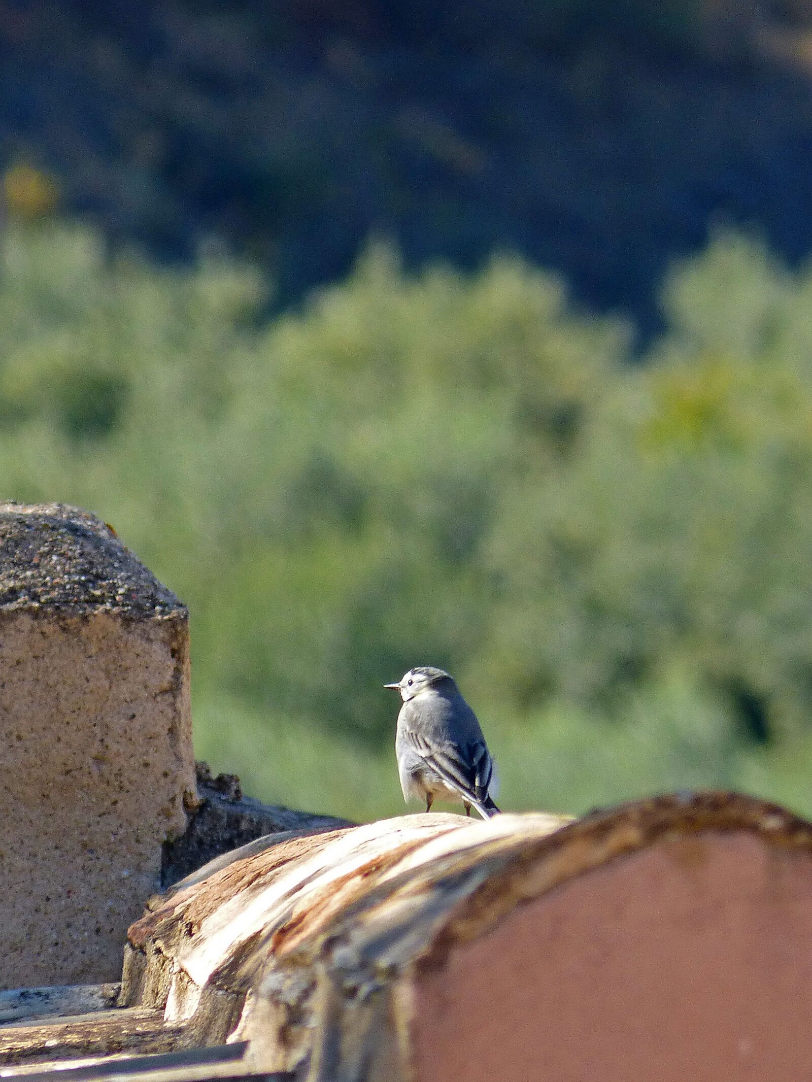 Panasonic DMC-FZ62 sample photo. Bird, motacilla alba, roof photography