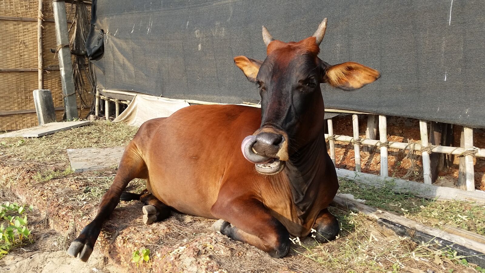 Samsung Galaxy S5 sample photo. Cow, india, goa photography