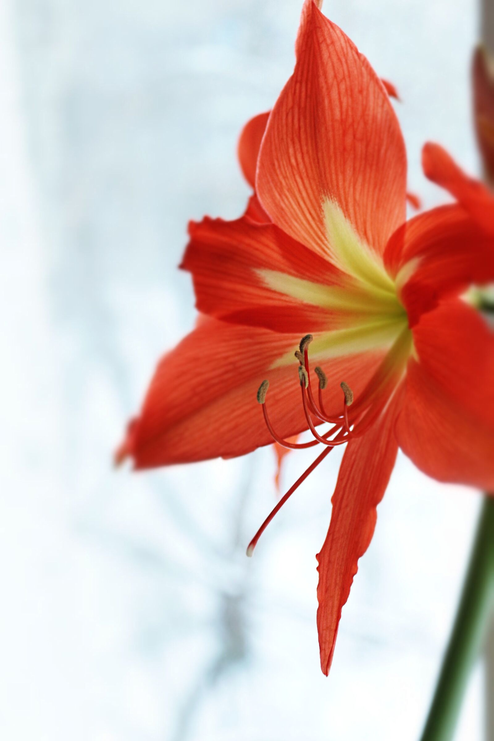 Canon EOS 650D (EOS Rebel T4i / EOS Kiss X6i) sample photo. Lily, red, yellow photography