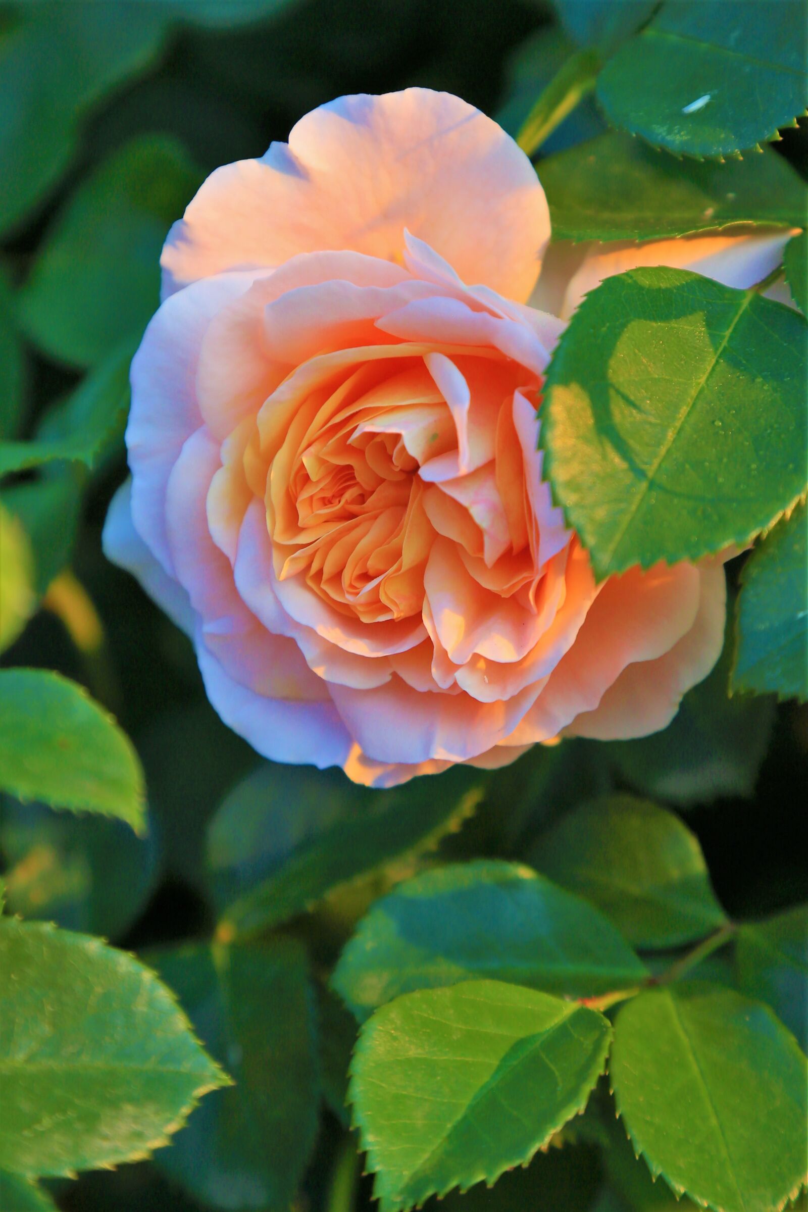 Canon EOS 5D Mark III sample photo. Rose, spring, beautiful photography