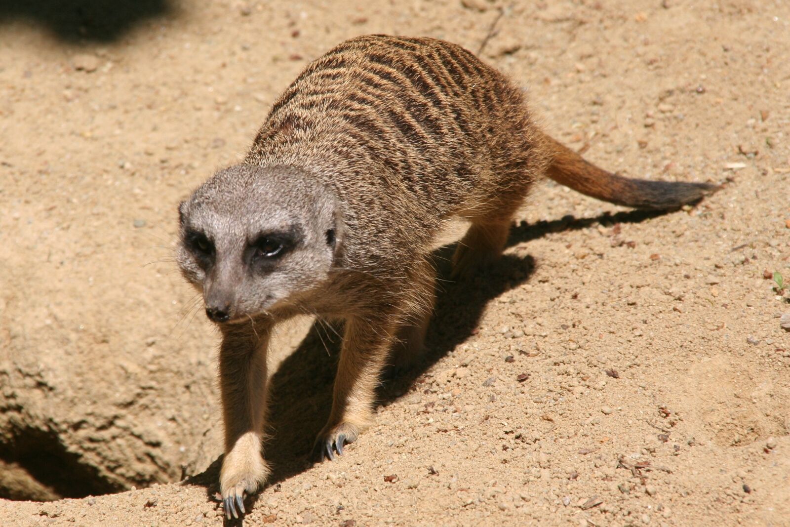 Canon EOS 350D (EOS Digital Rebel XT / EOS Kiss Digital N) sample photo. Meerkat, tiergarten, zoo photography