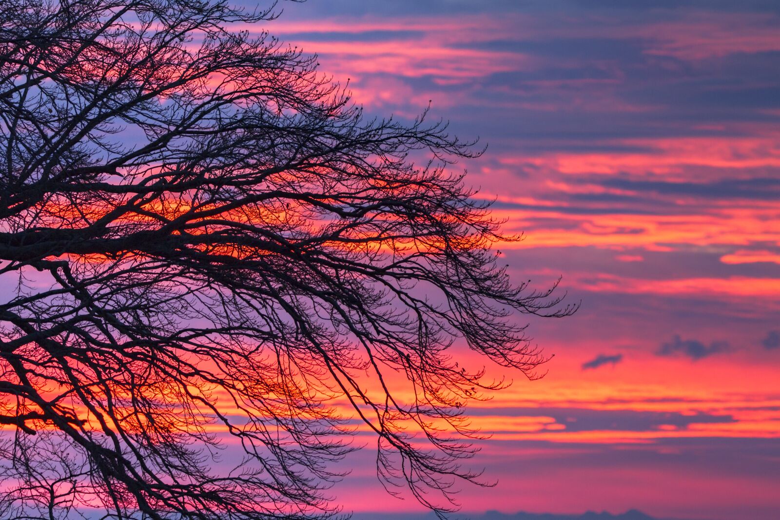 Canon EOS 7D + 150-600mm F5-6.3 DG OS HSM | Contemporary 015 sample photo. Morgenrot, clouds, tree photography
