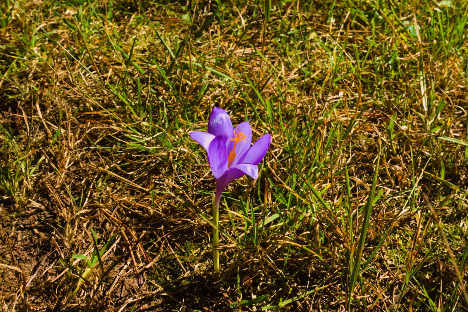 Sony DSC-RX100M5A sample photo. Colchicum, fall, flower photography