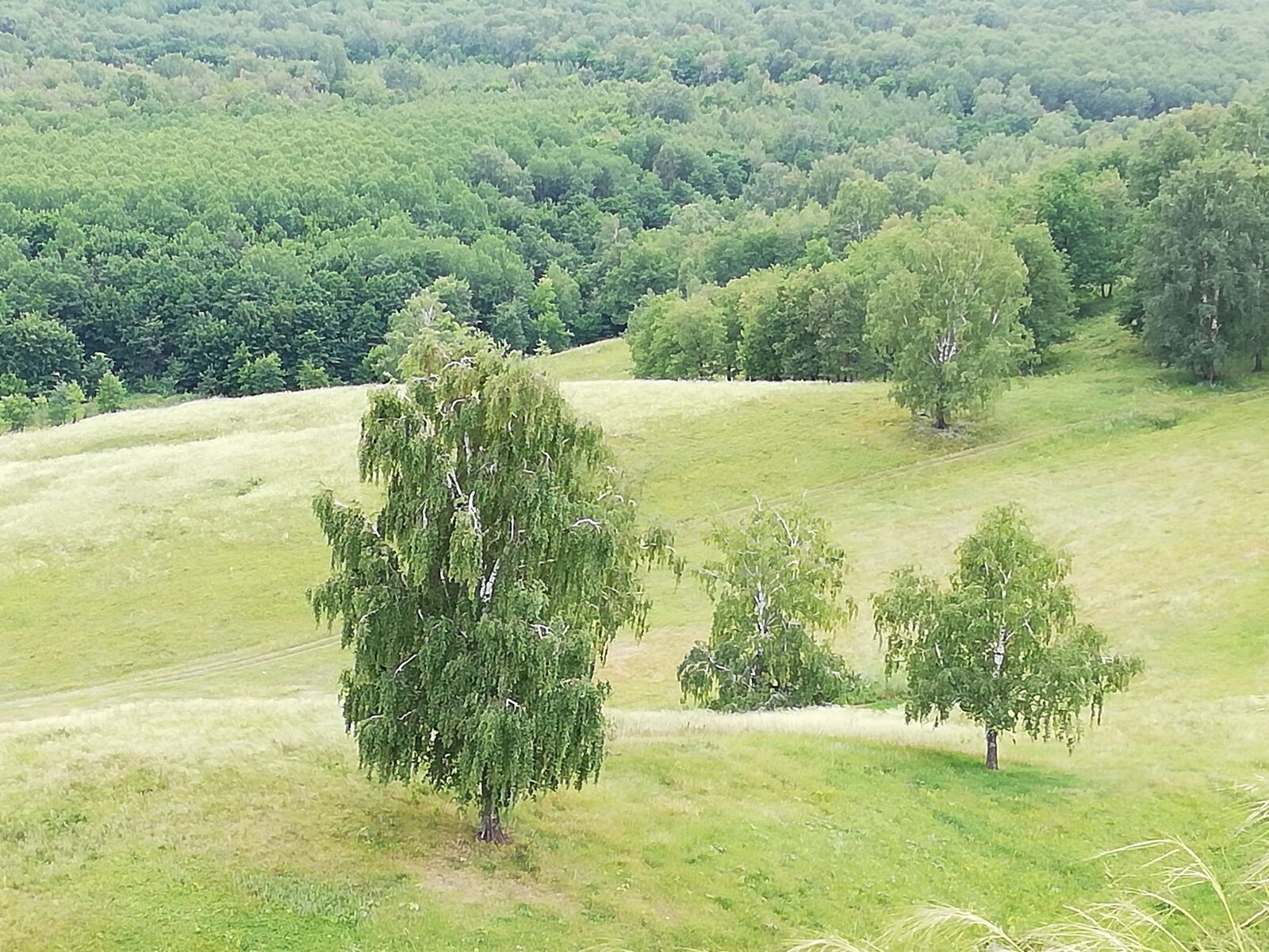 HUAWEI P20 lite sample photo. Summer, field, meadow photography