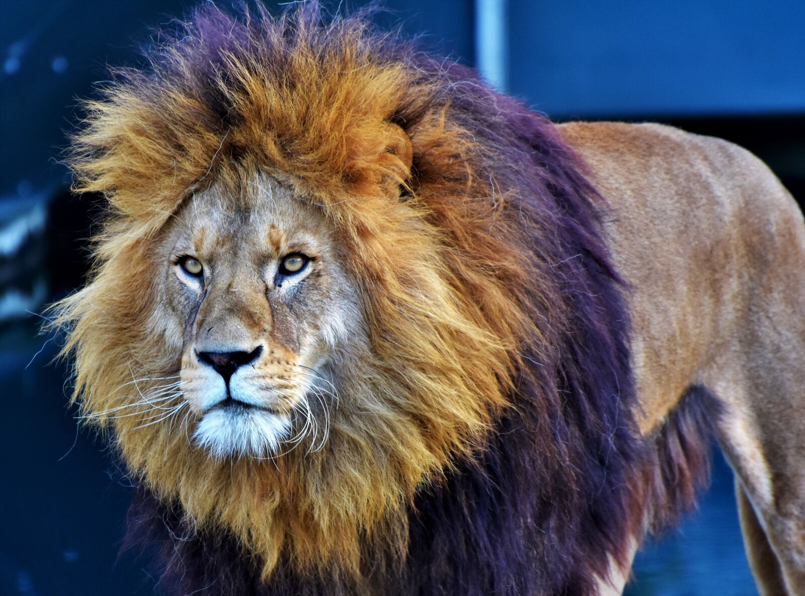Nikon D7200 sample photo. Lion, big cat, predator photography